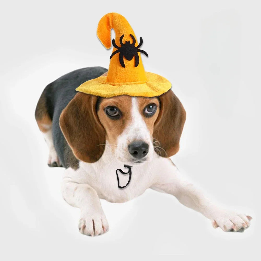 Costume d'Halloween  - Chapeau et Ailes de Chauve-Souris